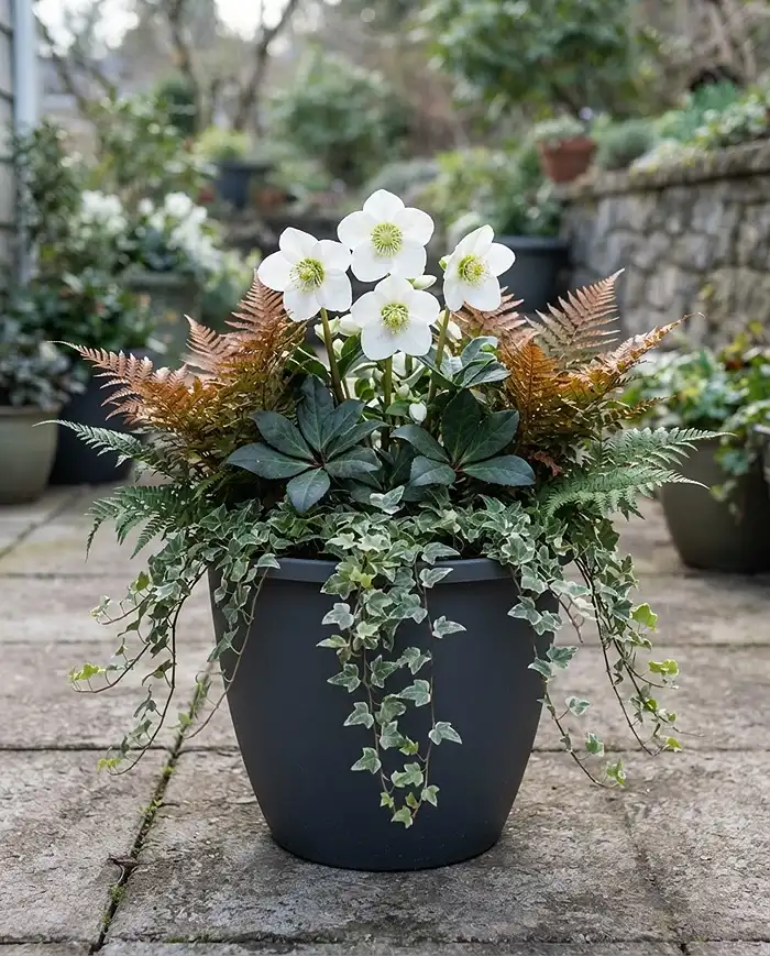 Cool Season Shade Container Combos for North Balconies 3 Cool season shade container combo with Hellebore, Autumn Fern, and variegated ivy in a resin pot.