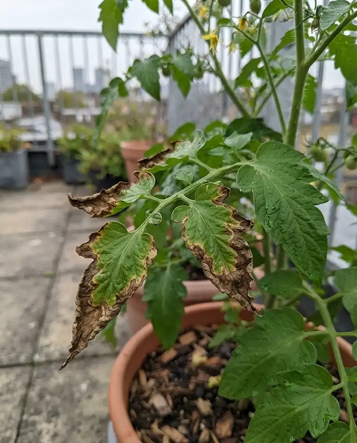 Fall Container Fertilizer Schedule 5 Crispy browned leaf tips on a container plant showing nitrogen burn from late-season feeding.