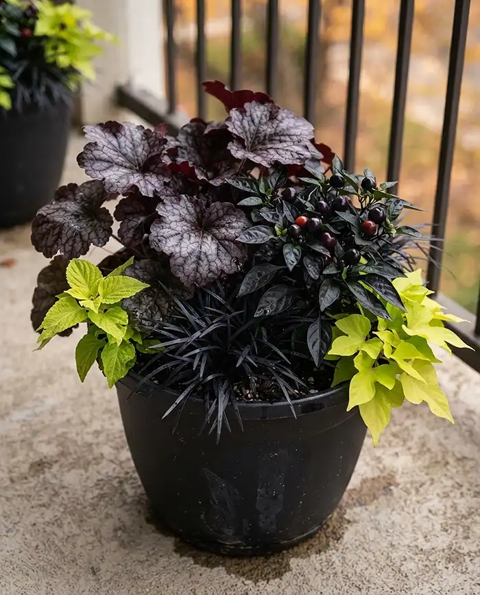 Monochromatic Balcony Garden Ideas for Fall 3 Dark foliage of Obsidian Heuchera, Black Mondo Grass, and Black Pearl pepper in a monochromatic balcony garden