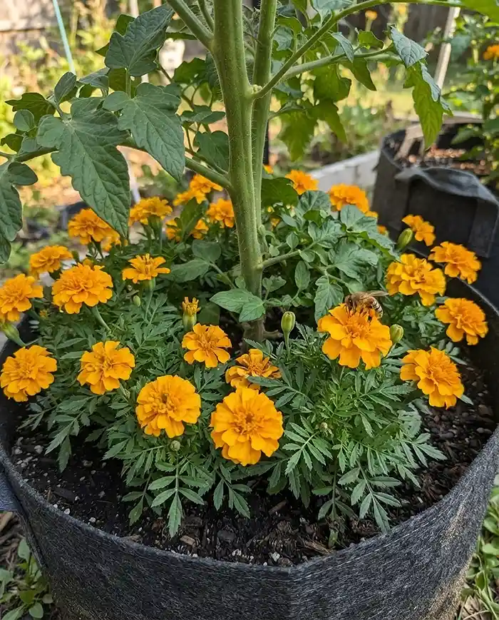 French marigolds ringing a potted tomato base, among the best companion flowers for vegetable containers