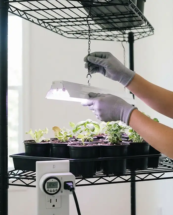 Hanging an adjustable LED light on chains under a shelf and setting a timer before transplanting seedlings