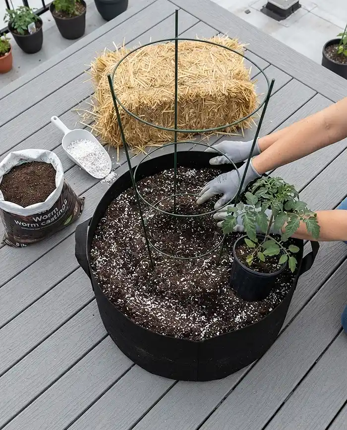 Pot Size for Tomatoes Peppers and Cucumbers 4 Installing a cage first and preparing to plant a tomato deep in a large fabric container following the planting steps