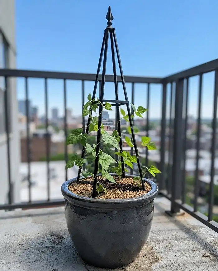 Obelisk trellis in a heavy round pot with pole beans, a wind-resistant container trellis for cucumbers and beans alongside peppers for balcony containers