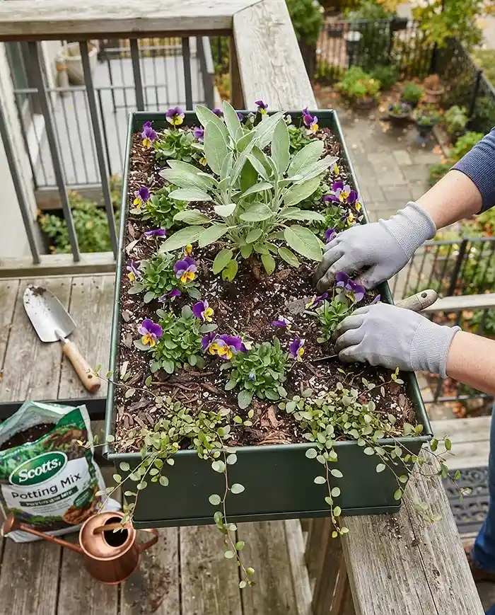 Planting a railing box with herbs centered, pansies bordering them, and spillers angled over the front edge