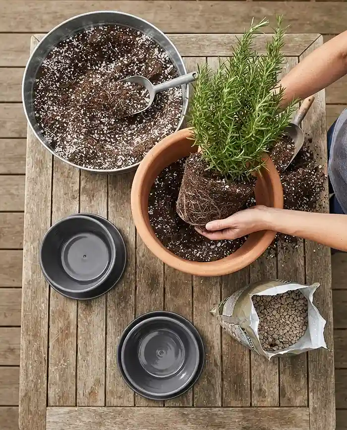 Balcony and Windowsill Herb Garden Combo Setups 4 Potting outdoor herbs into heavy anchor pots from a shared soil batch while smaller windowsill pots wait nearby