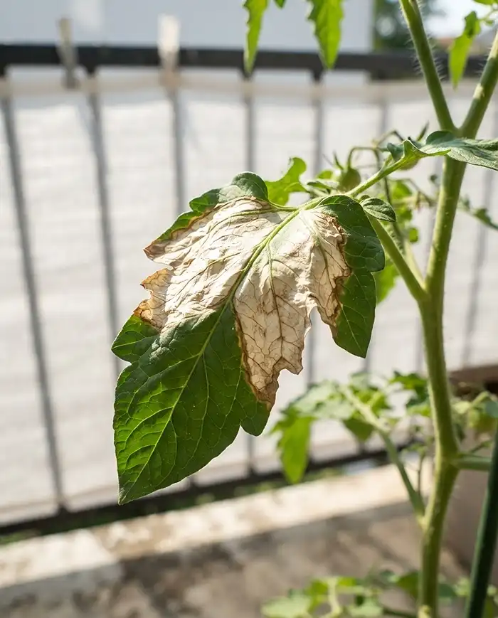Balcony Plants by Direction 5 Sunscald showing as bleached patches on a leaf, with shade cloth on the railing behind it