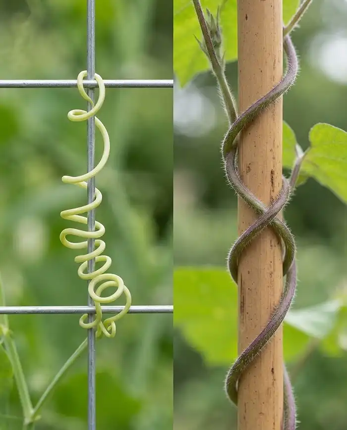 Decorative Plant Supports for Balcony Gardens 2 Sweet-pea tendril gripping a narrow grid beside a twining stem spiraling a thick pole, showing two climbing styles