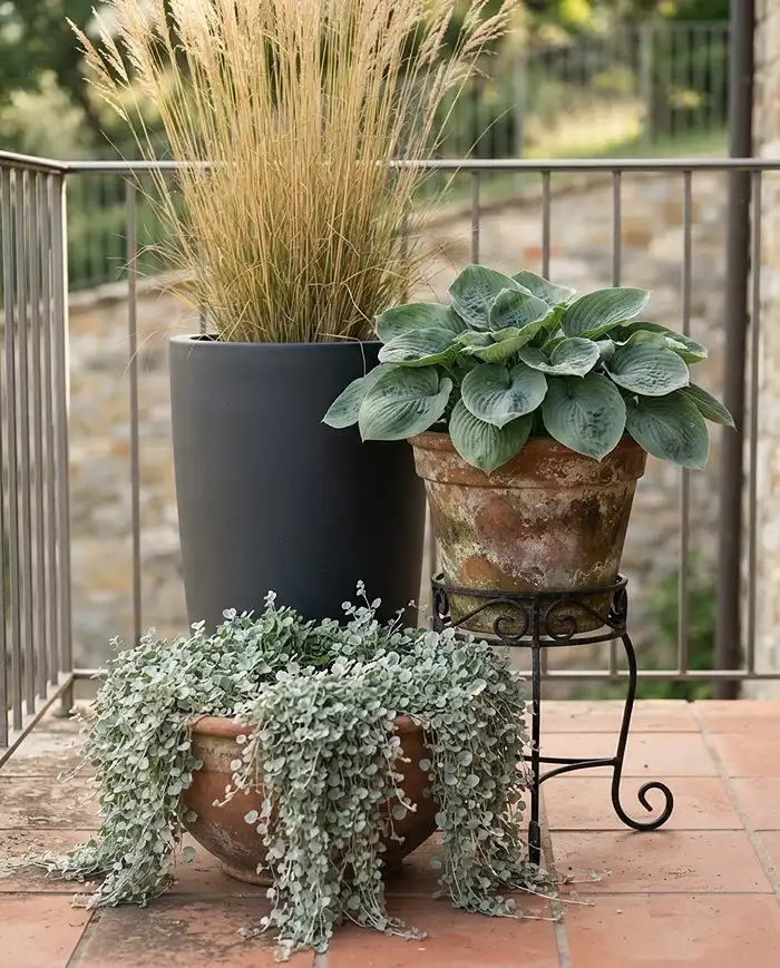 Layered Balcony Planters 3 Tall grass, broad hosta, and trailing Dichondra tiered together, the core of layered balcony planters