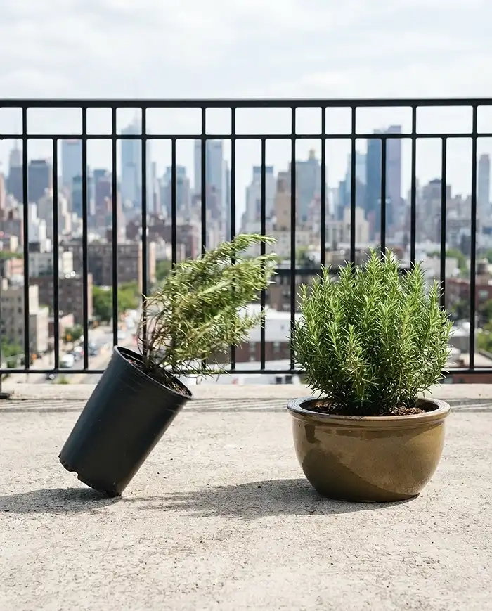 Wind Tolerant Herbs for Balcony Gardens That Thrive 3 Tall unstable pot compared with a heavy low-profile ceramic bowl for wind resistance on a rooftop.
