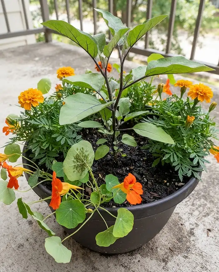 Best Companion Plants for Peppers and Eggplant in Pots 3 The best companion plants for peppers and eggplant in pots, with marigolds and nasturtiums ringing an eggplant.