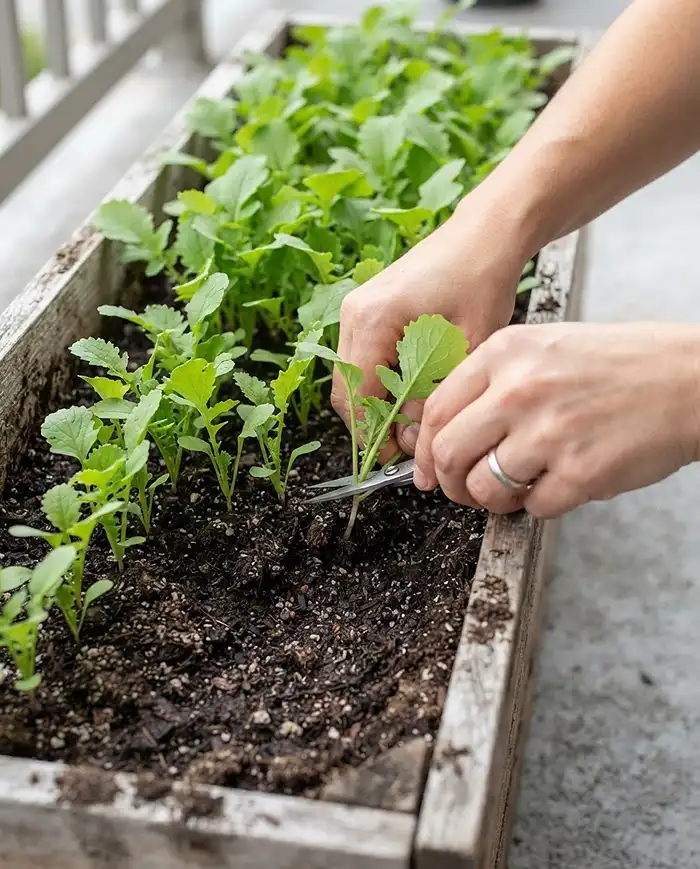 Growing Radishes and Turnips in Containers 4 Thinning crowded radish seedlings with scissors to leave two inches of space for roots to bulb.