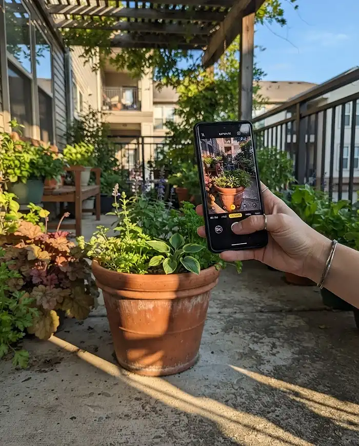 Leafy Greens for Shade Containers 2 Tracking morning sun and dappled shade on a balcony to identify partial-shade spots for leafy green containers
