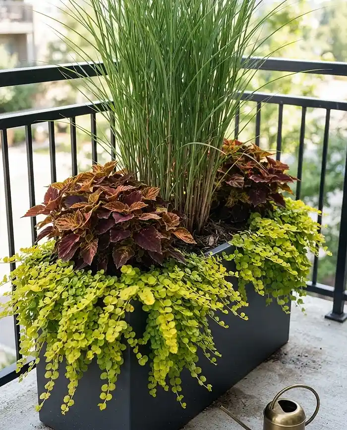 Tall Balcony Planters for Privacy That Work 5 Trailing Creeping Jenny and Coleus underplanted to hide the bare legs of a tall screening planter.