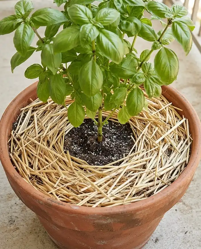 How to Keep Container Soil Cool in Hot Weather 4 Two-inch layer of pale straw mulch over pot soil, pulled back from the stem to cool the surface and cut evaporation