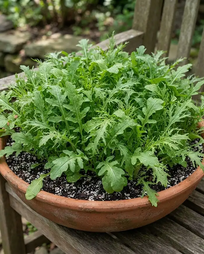 Leafy Greens for Shade Containers 3 Wide shallow pot of arugula and mizuna in dappled shade, among the best leafy greens for partial shade containers