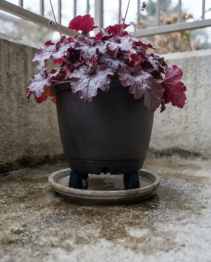 Cool Season Shade Container Combos for North Balconies 5 Winter container raised on rubber pot feet to improve drainage and prevent cold, damp root rot. cool season shade container combos