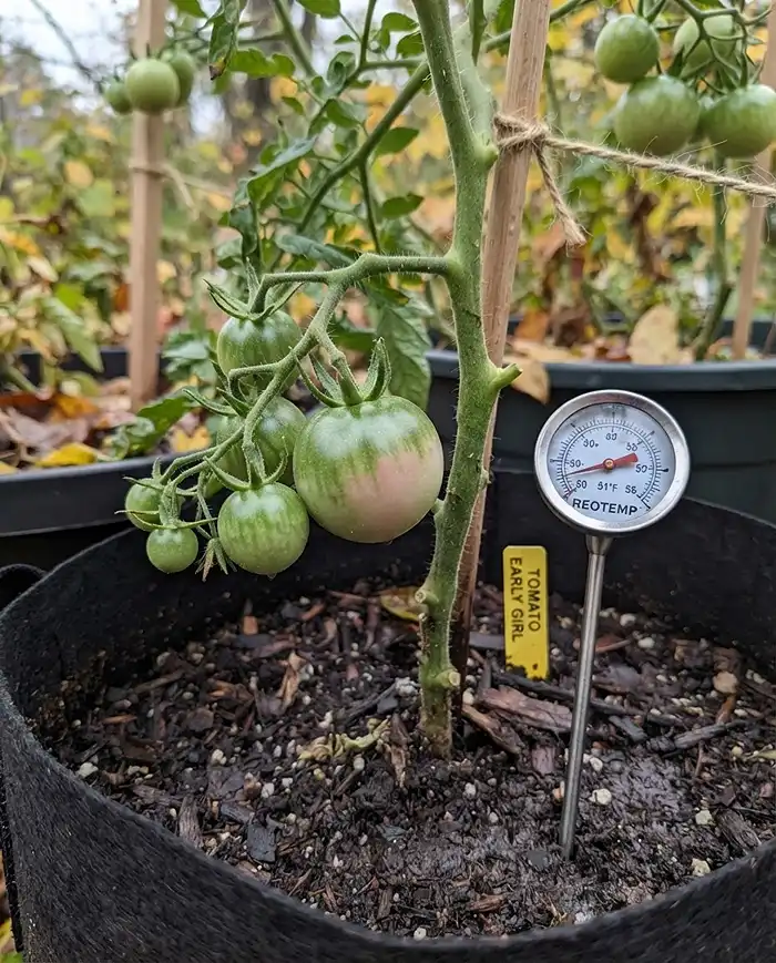 How to Ripen Green Tomatoes in Fall 2 A breaker-stage tomato with a faint blush beside a soil thermometer near 50°F, the threshold where color pigments stop forming.