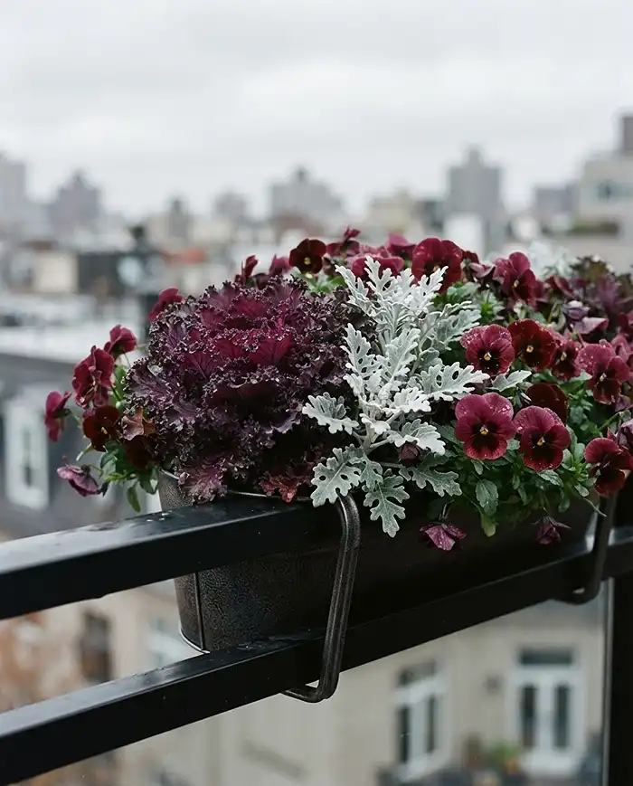 Fall Balcony Railing Planters 3 A railing planter of burgundy kale, silver Dusty Miller, and plum pansies, a jewel-tone fall balcony railing planter idea