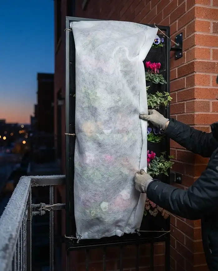 Draping breathable frost fleece over a vertical wall planter at dusk to protect shallow pocket roots from a deep freeze