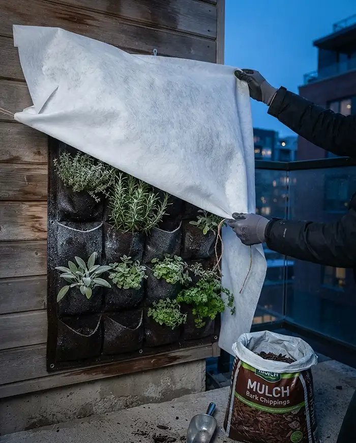 Fall Vertical Herb Garden Ideas for Small Balconies 5 Draping frost fleece over a vertical herb wall at dusk to protect shallow pocket roots from freezing overnight