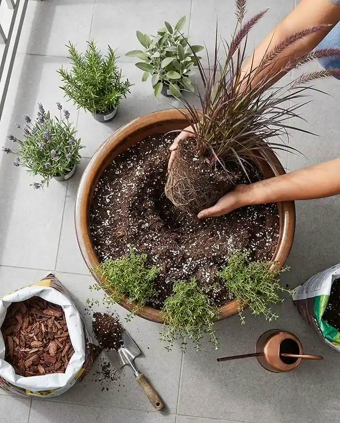 Mixed Container Gardening With Grasses and Herbs 4 Placing the grass off-center then ringing it with filler herbs before adding spillers, following the layered planting steps