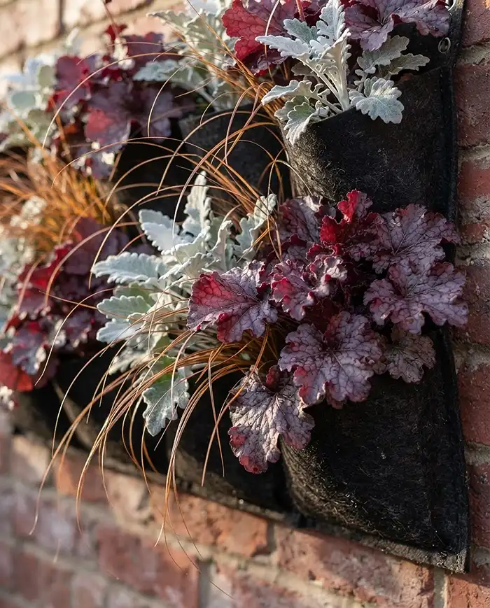 Plum heuchera, silver Dusty Miller, and bronze Carex in a fall vertical wall planter, the cold-hardy foliage backbone