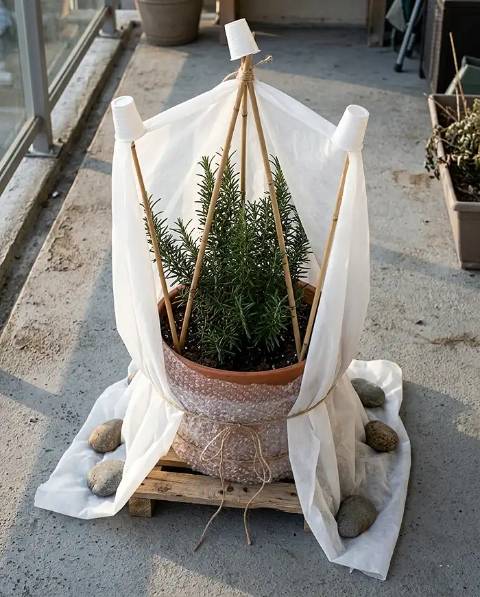 A bubble‑wrapped pot on a pallet with a bamboo teepee frame and frost cloth cinched and weighted, following the pot‑wrapping steps