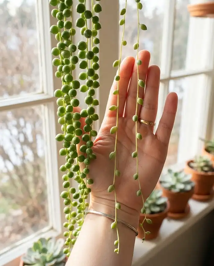 A compact string of pearls in a sunny south window beside a stretched etiolated strand, the light tender trailing succulents need indoors.