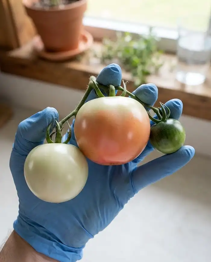 How to Ripen Green Tomatoes Indoors After First Frost 2 A tomato showing its first pink blush at the blossom end beside mature‑green and hard green fruit, identifying the breaker stage