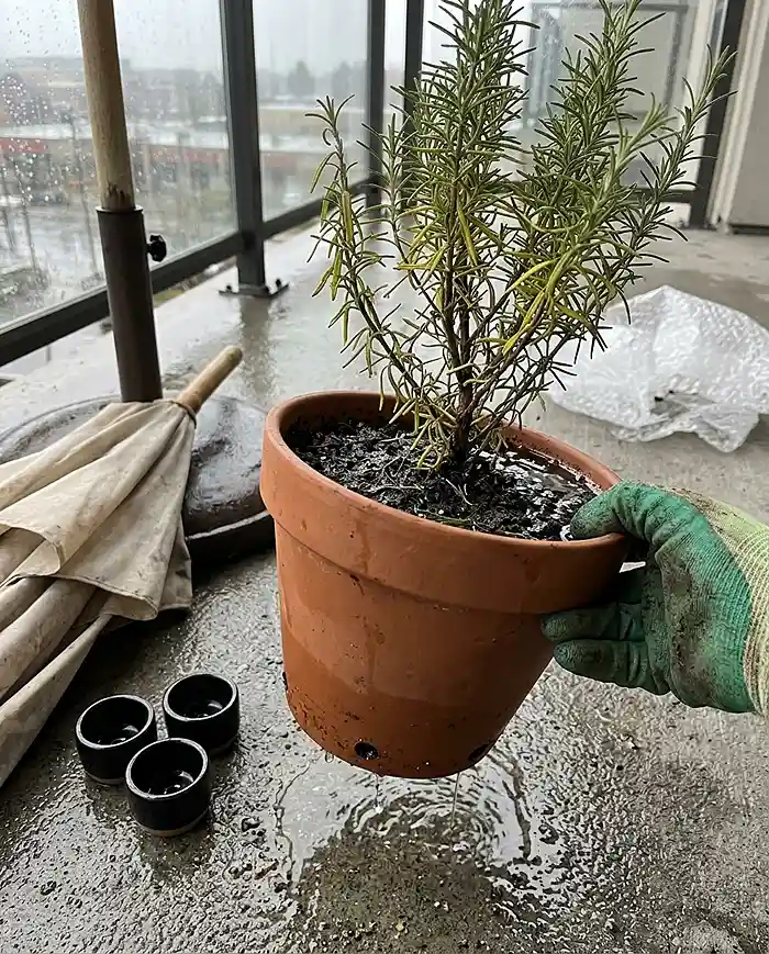 A yellowing potted plant in waterlogged winter soil being unwrapped to dry out beside a rain cover, fixing root rot from winter rains.