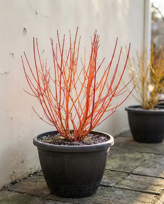 Backlit coral‑red leafless dogwood stems in a pot beside a yellow‑twig type, a top winter interest container plant for stem color.