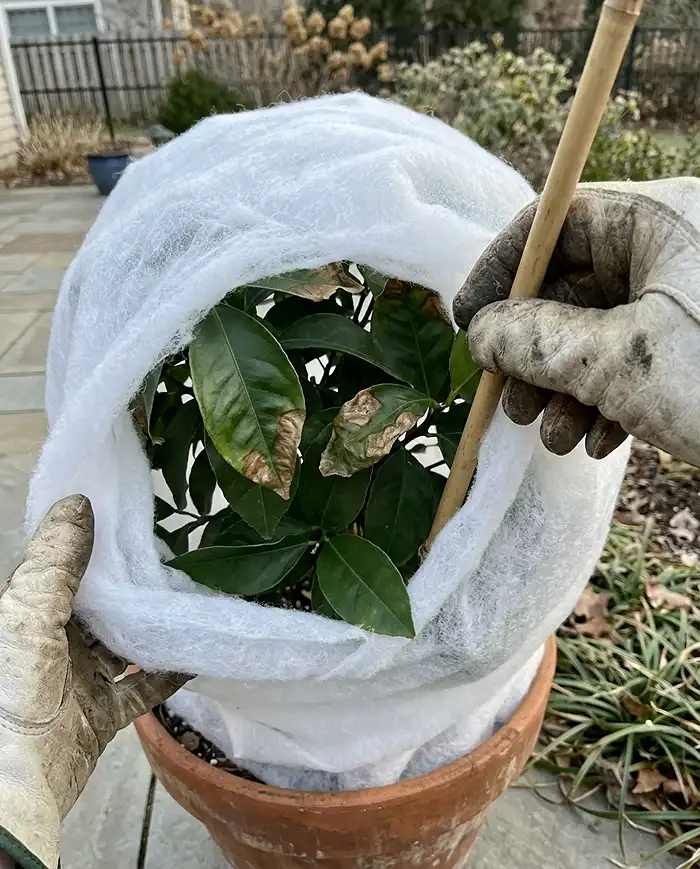 Browned leaves frozen to taut fleece on a potted citrus being fixed by raising stakes for an air gap, preventing contact freezing
