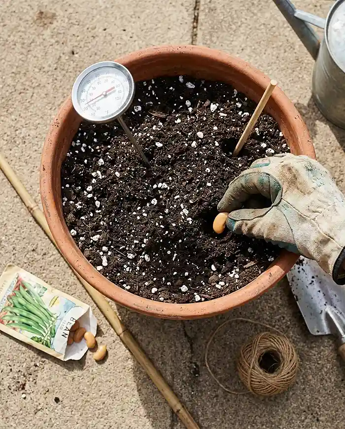Best Beans for Containers 4 Checking soil temperature and pressing a bean seed 1 inch deep directly into its final pot, sowing container beans in spring