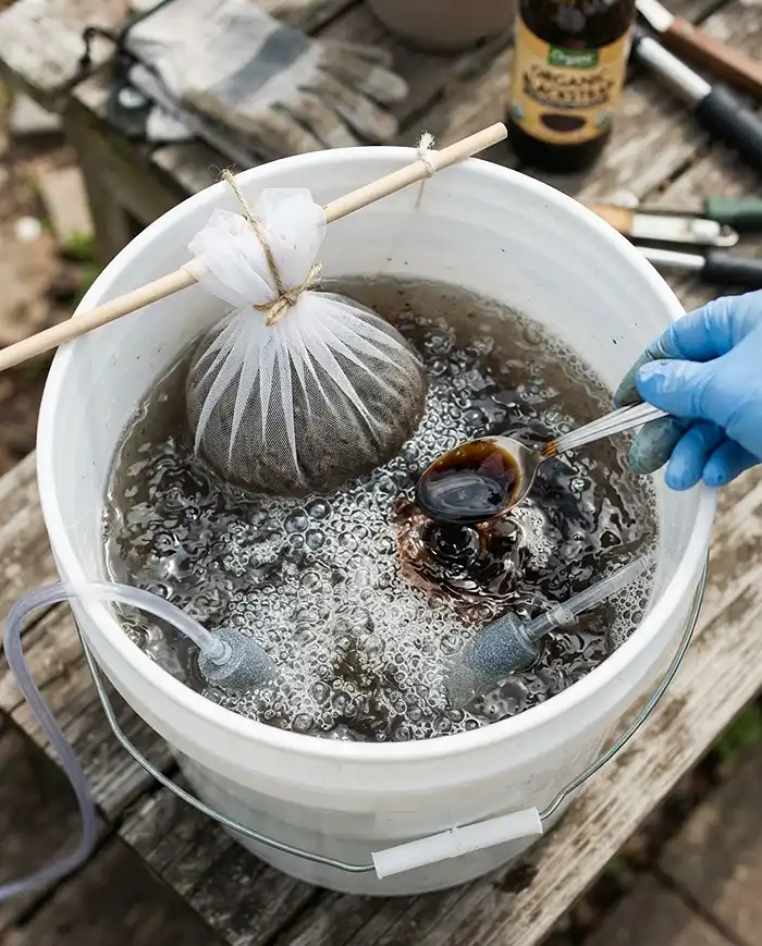 Lowering a compost bag into an aerated bucket and stirring in molasses, brewing compost tea for container vegetables.