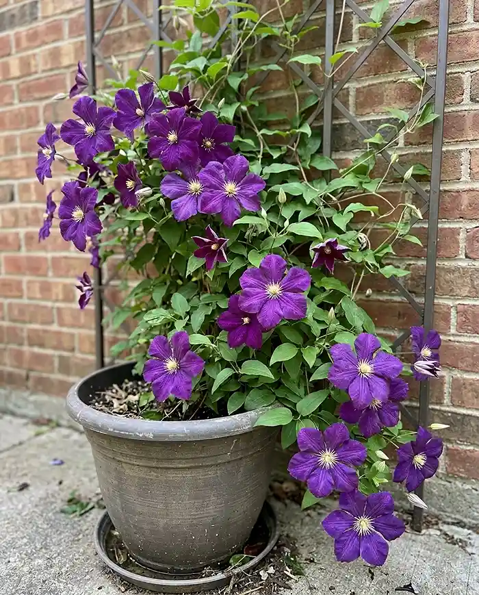 Cold Hardy Vines for Pots That Survive Winter 3 Purple Jackmanii clematis blooming on a wall lattice from a resin pot, a top cold hardy vine for pots on a trellis.