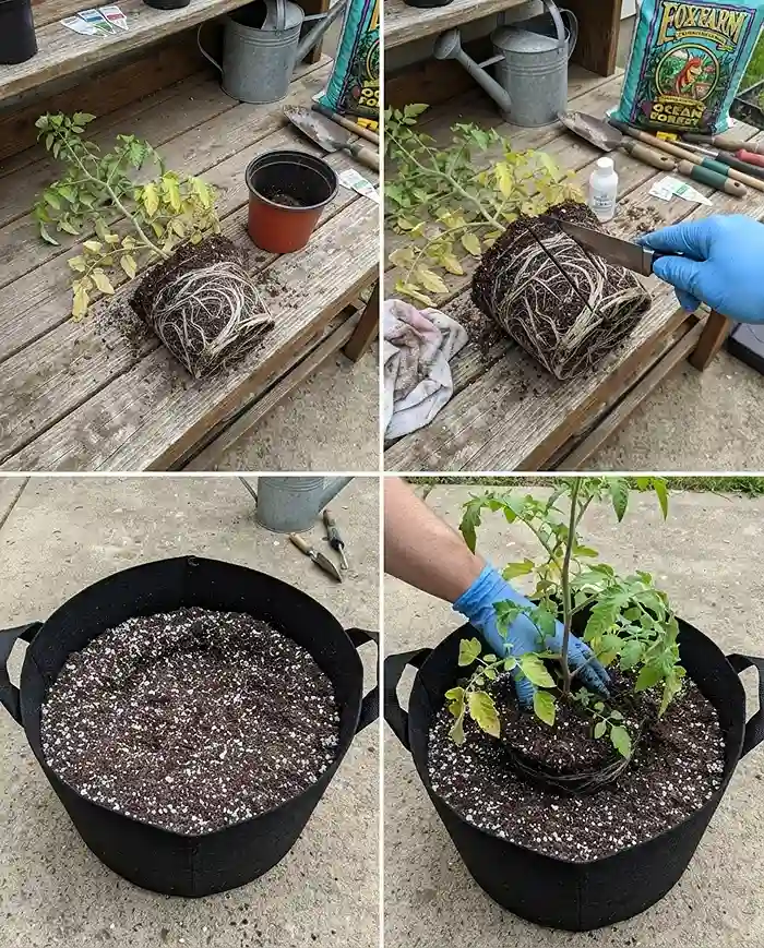 Container Depth for Vegetables 4 Scoring a circling rootball and replanting a stunted tomato deep in a 15‑gallon pot on a cloudy day, salvaging a root‑bound plant