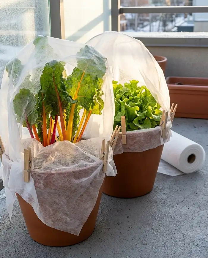 Translucent frost cloth over potted chard and lettuce letting sun through, the lightweight pick when choosing frost cloth vs fleece