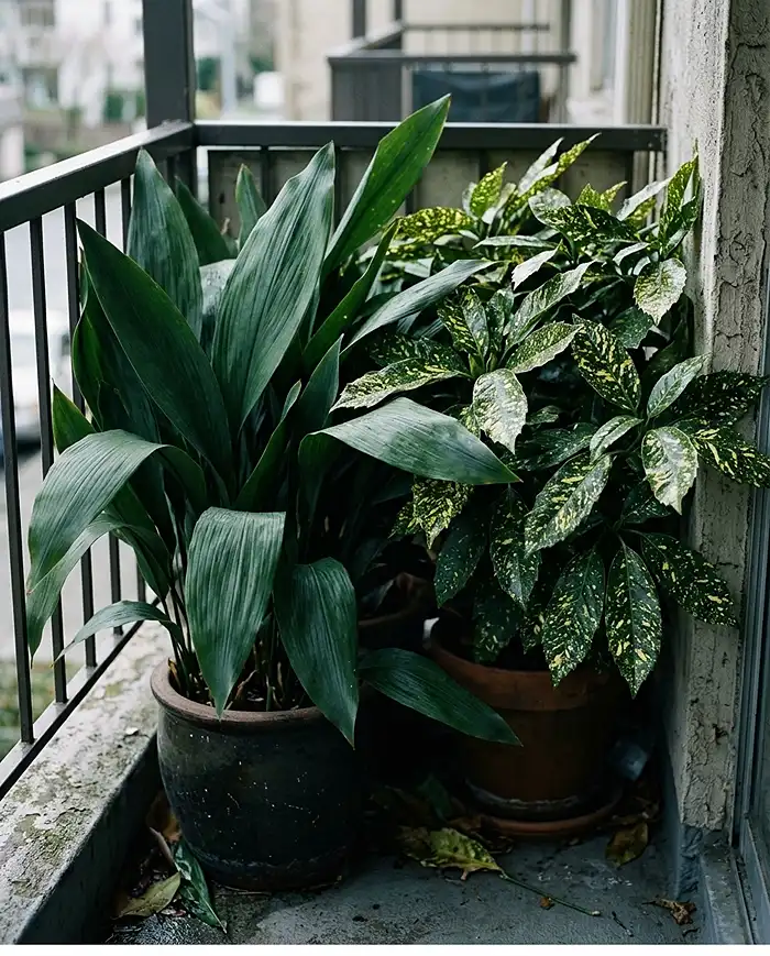 North Facing Balcony Plants: 10 Ideas Beyond Ferns 5 architectural cast iron plant and spotted laurel in a shady balcony corner