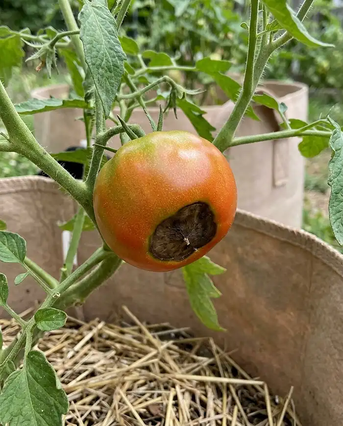 Balcony Vegetable Garden: Build a Micro Urban Farm 5 blossom end rot showing as a sunken dark spot on the bottom of a balcony tomato