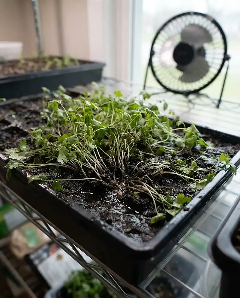 Fast Growing Herbs From Seed 5 damping off disease collapsing herb seedlings at the soil line