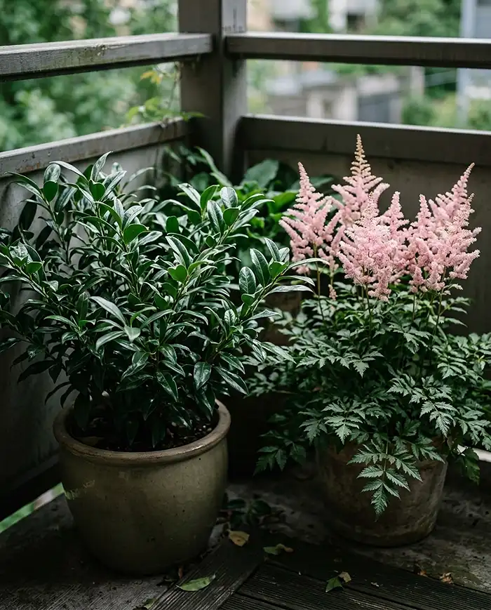 North Facing Balcony Plants: 10 Ideas Beyond Ferns 4 fragrant woodland balcony corner with sweet box and astilbe in shade.