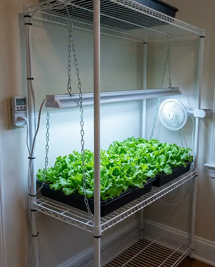 full-spectrum LED grow lights versus windowsill for consistent winter greens