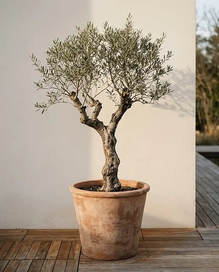 potted olive tree as the star of a japandi balcony in a raw terracotta planter