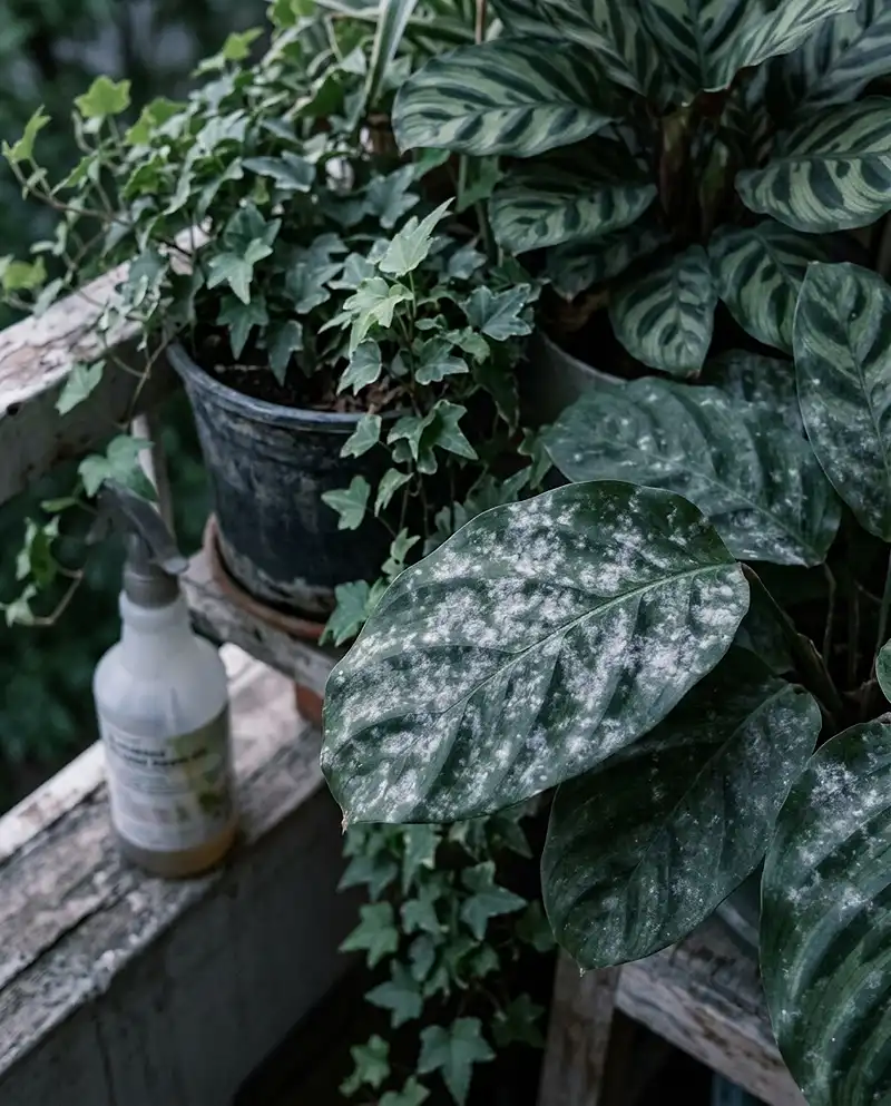 Vertical Balcony Garden Ideas 5 powdery mildew on crowded balcony plants caused by poor air circulation