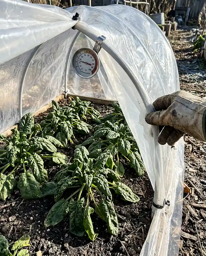 Balcony Cold Frame: Mini Hoop House Guide 5 spinach fried by overheating inside a sealed balcony cold frame