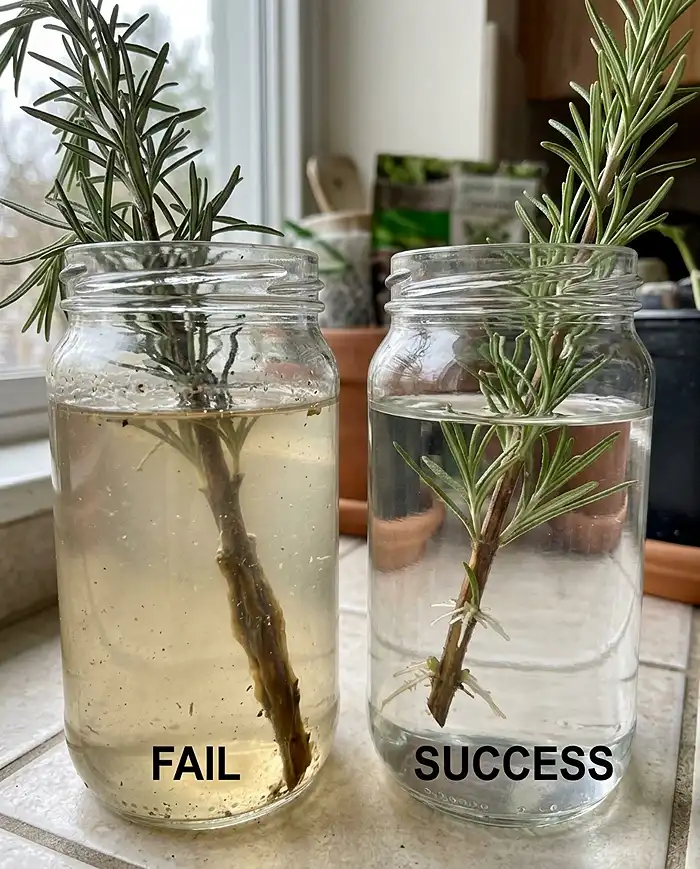Rooting Herb Cuttings Indoors Before Winter Frost 5 stem rot and cloudy water ruining an herb cutting in propagation