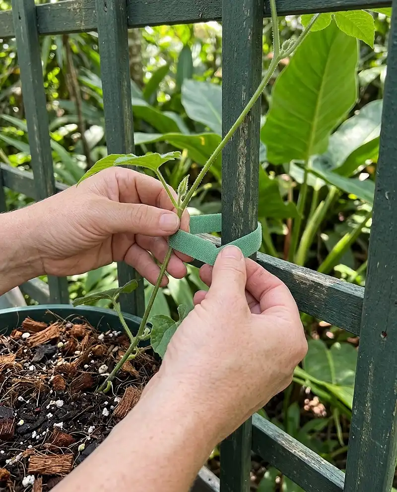 Vertical Balcony Garden Ideas 4 training young climbing vines onto a trellis with soft ties on a balcony