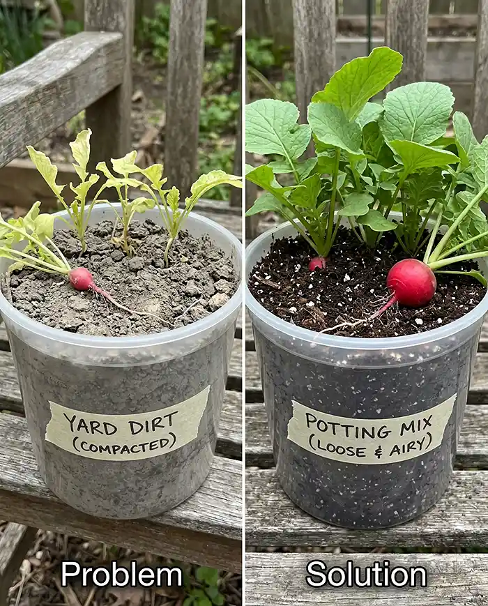 Budget Small Garden Ideas 5 yard dirt versus potting mix radish results in a budget container garden